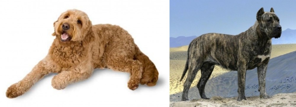 Presa Canario vs Golden Doodle - Breed Comparison