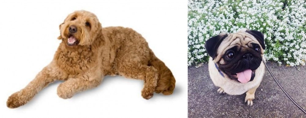 Pug vs Golden Doodle - Breed Comparison
