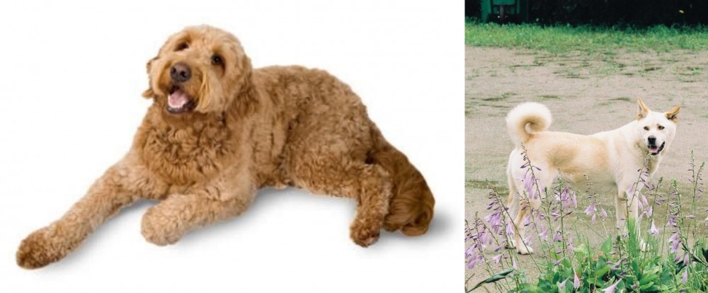 Pungsan Dog vs Golden Doodle - Breed Comparison