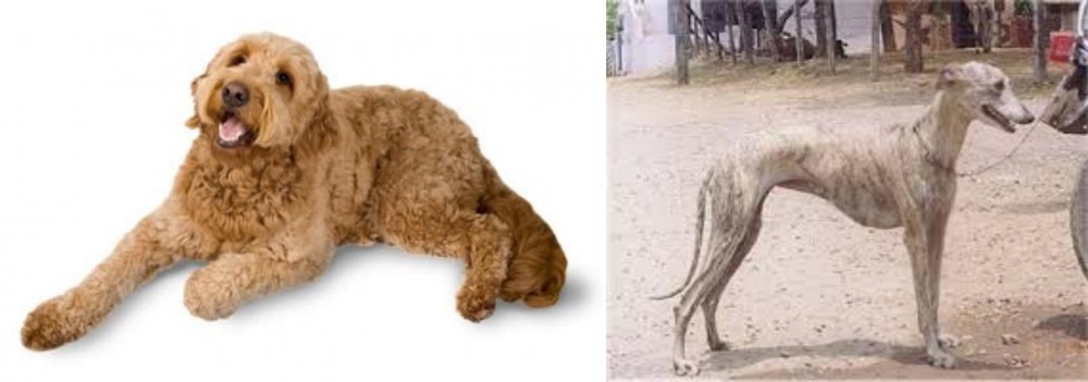 Rampur Greyhound vs Golden Doodle - Breed Comparison