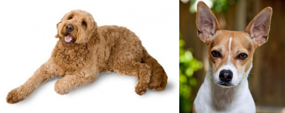 Rat Terrier vs Golden Doodle - Breed Comparison