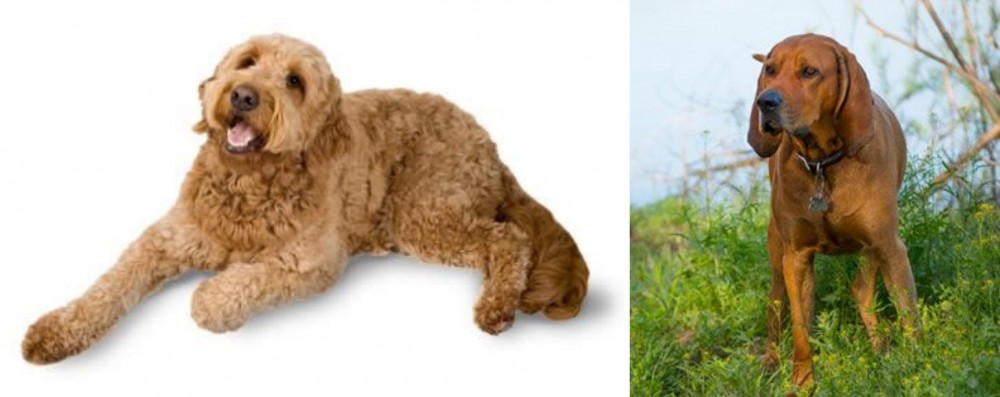 Redbone Coonhound vs Golden Doodle - Breed Comparison