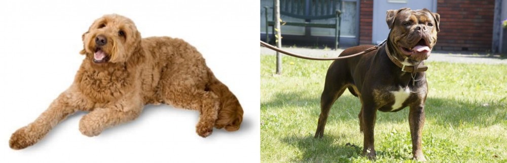 Renascence Bulldogge vs Golden Doodle - Breed Comparison