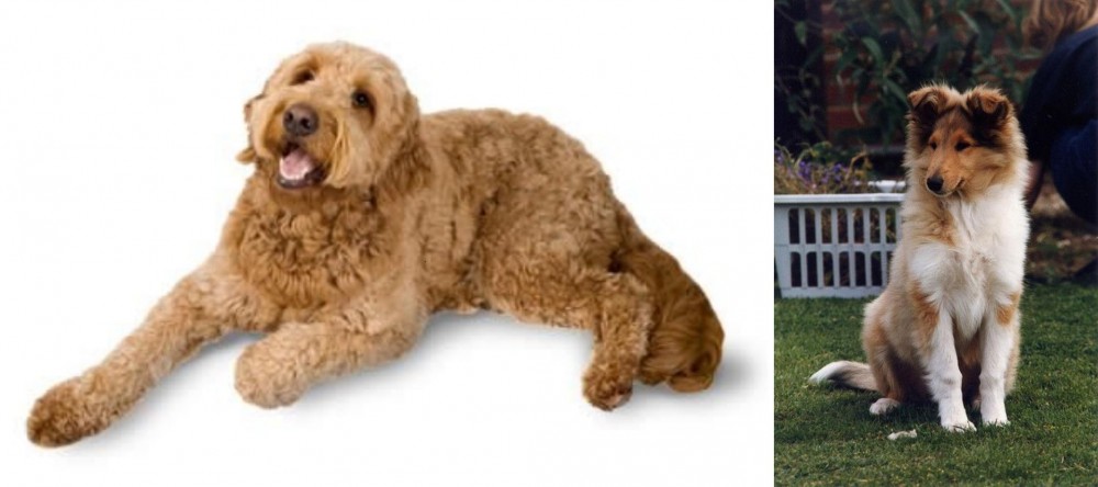 Rough Collie vs Golden Doodle - Breed Comparison