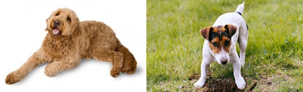 Russell Terrier vs Golden Doodle - Breed Comparison