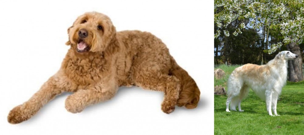 Russian Hound vs Golden Doodle - Breed Comparison