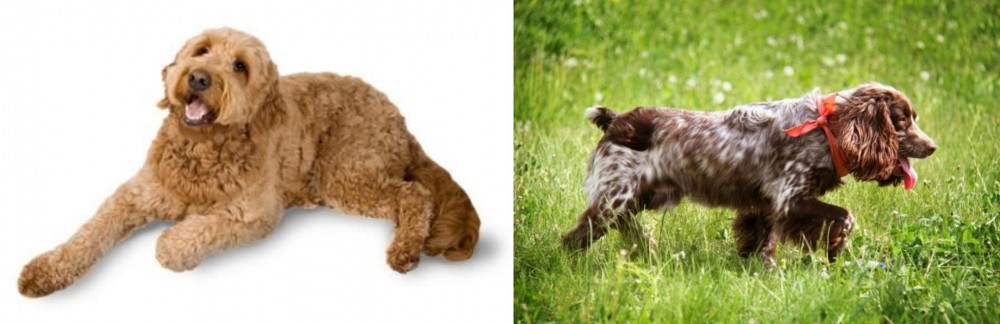 Russian Spaniel vs Golden Doodle - Breed Comparison