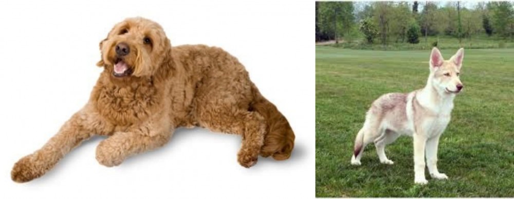 Saarlooswolfhond vs Golden Doodle - Breed Comparison