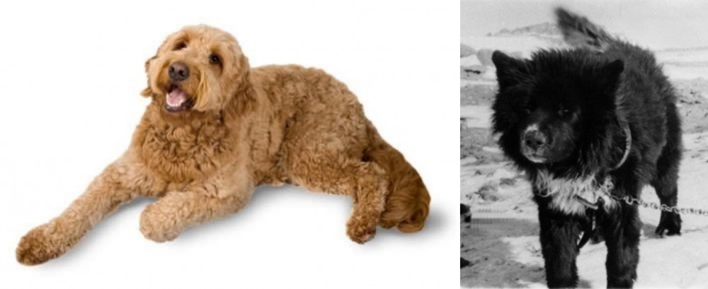 Sakhalin Husky vs Golden Doodle - Breed Comparison