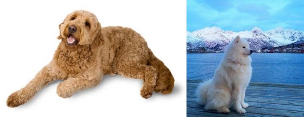 Samoyed vs Golden Doodle - Breed Comparison