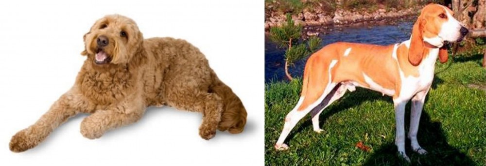 Schweizer Laufhund vs Golden Doodle - Breed Comparison