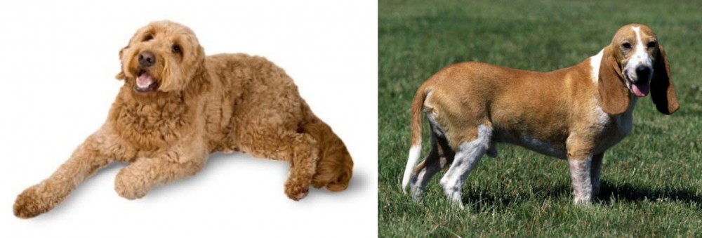 Schweizer Niederlaufhund vs Golden Doodle - Breed Comparison