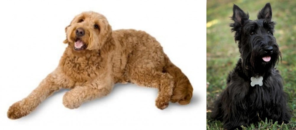Scoland Terrier vs Golden Doodle - Breed Comparison