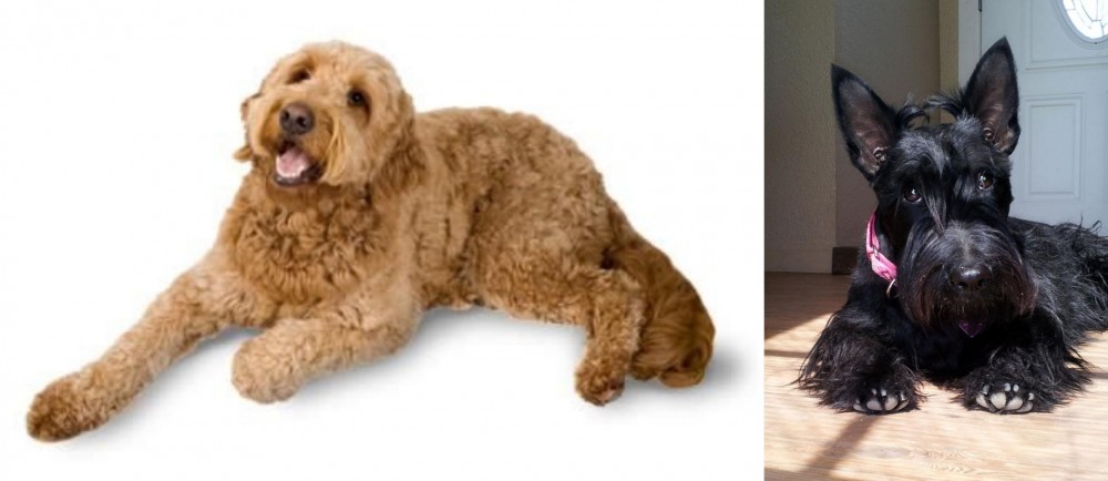 Scottish Terrier vs Golden Doodle - Breed Comparison