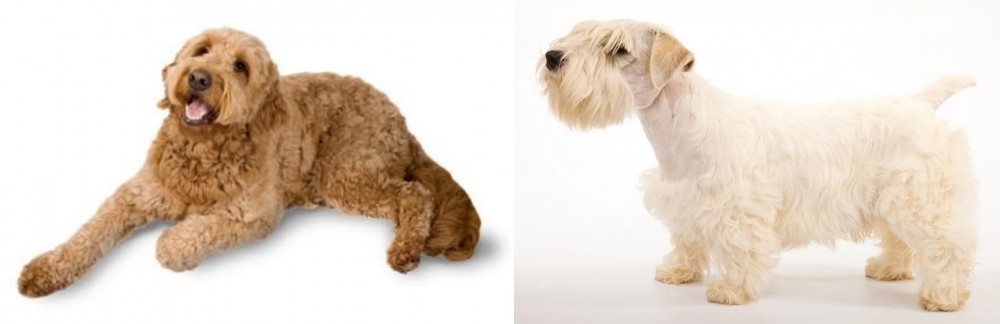 Sealyham Terrier vs Golden Doodle - Breed Comparison