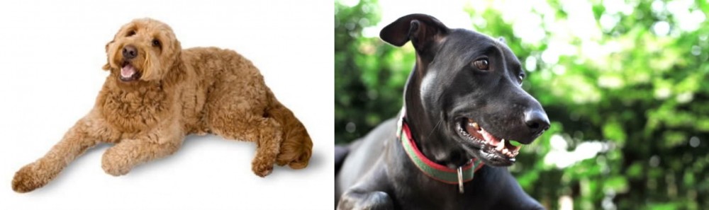 Shepard Labrador vs Golden Doodle - Breed Comparison