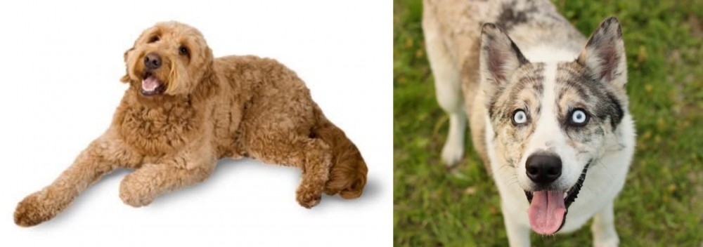Shepherd Husky vs Golden Doodle - Breed Comparison