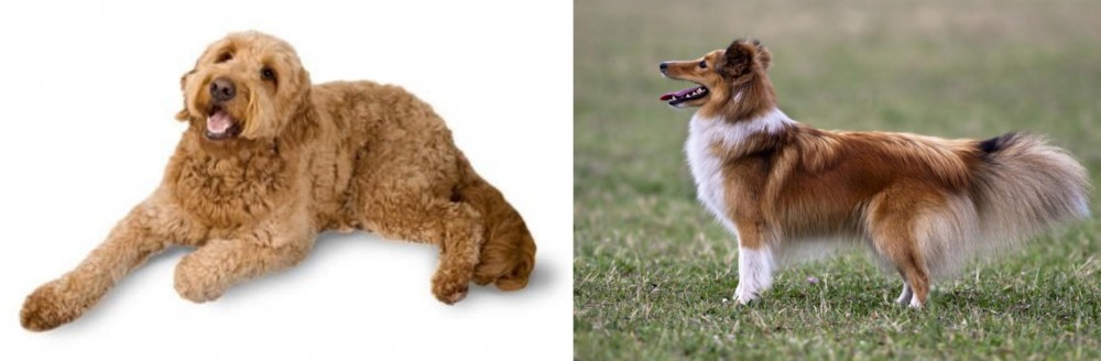 Shetland Sheepdog vs Golden Doodle - Breed Comparison