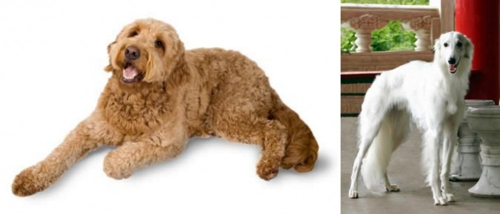 Silken Windhound vs Golden Doodle - Breed Comparison