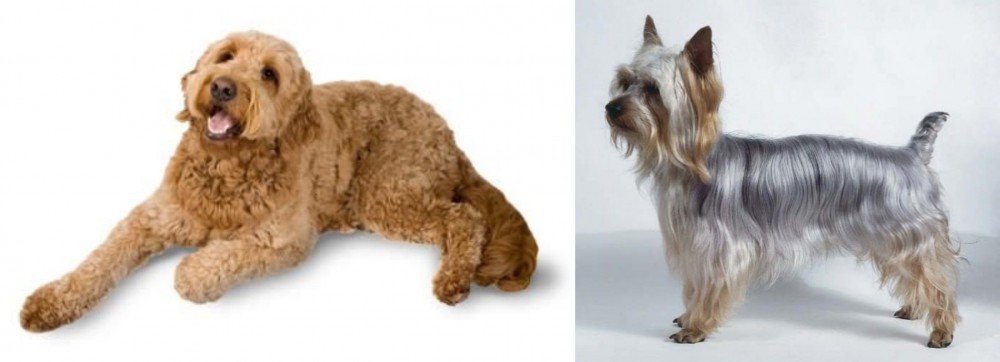 Silky Terrier vs Golden Doodle - Breed Comparison