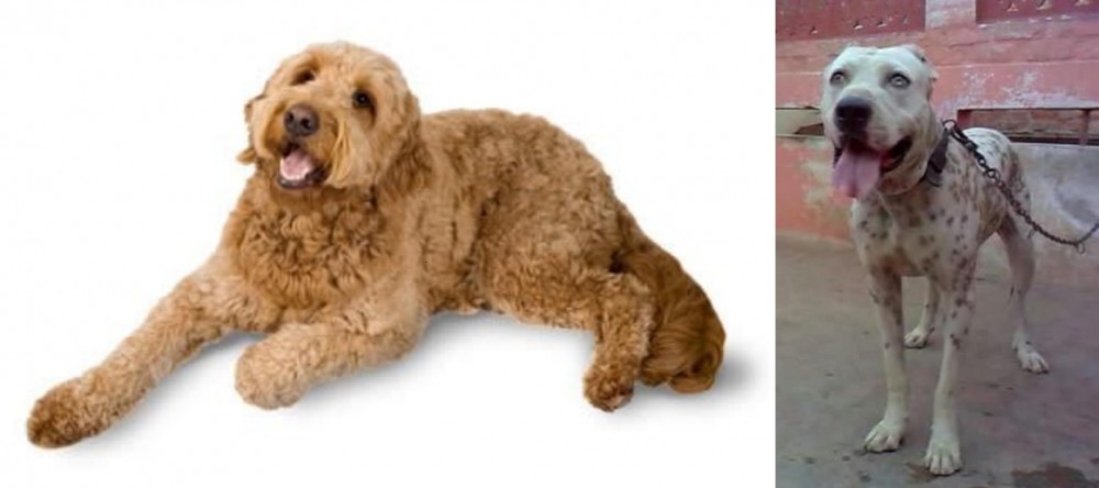 Sindh Mastiff vs Golden Doodle - Breed Comparison