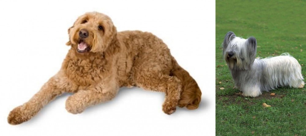 Skye Terrier vs Golden Doodle - Breed Comparison