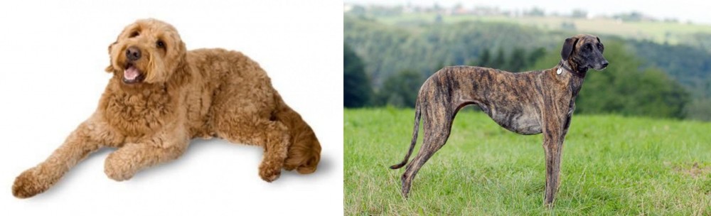 Sloughi vs Golden Doodle - Breed Comparison