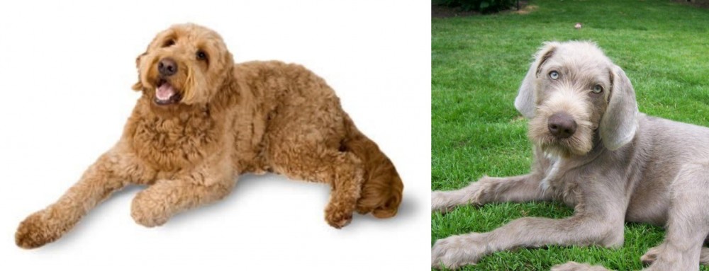 Slovakian Rough Haired Pointer vs Golden Doodle - Breed Comparison