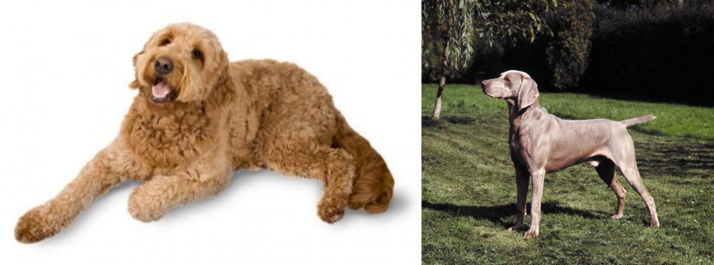 Smooth Haired Weimaraner vs Golden Doodle - Breed Comparison