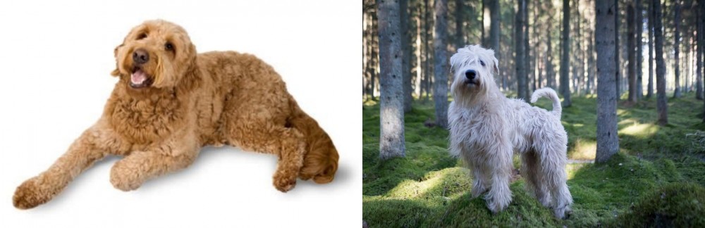 Soft-Coated Wheaten Terrier vs Golden Doodle - Breed Comparison