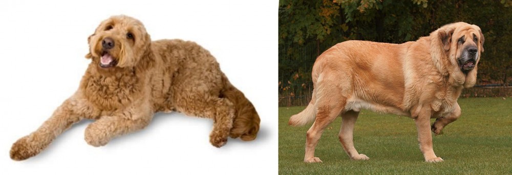 Spanish Mastiff vs Golden Doodle - Breed Comparison