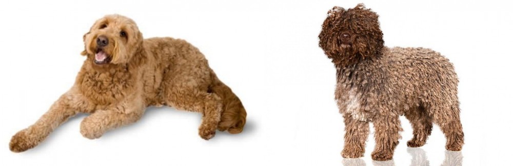 Spanish Water Dog vs Golden Doodle - Breed Comparison