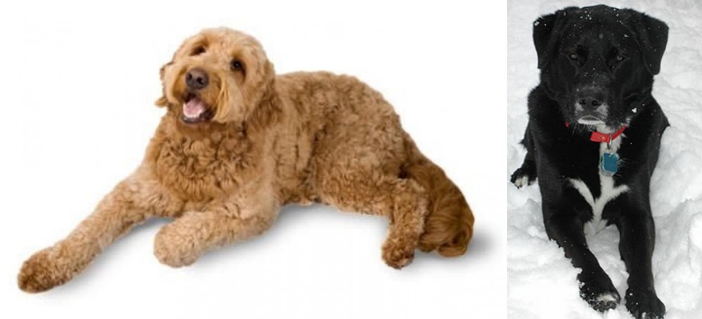 St. John's Water Dog vs Golden Doodle - Breed Comparison