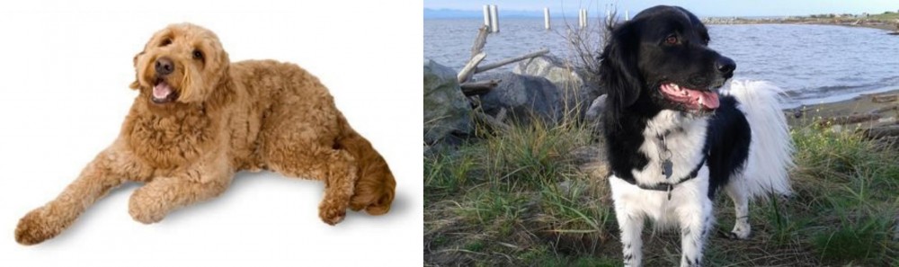Stabyhoun vs Golden Doodle - Breed Comparison