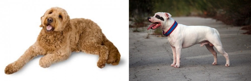 Staffordshire Bull Terrier vs Golden Doodle - Breed Comparison
