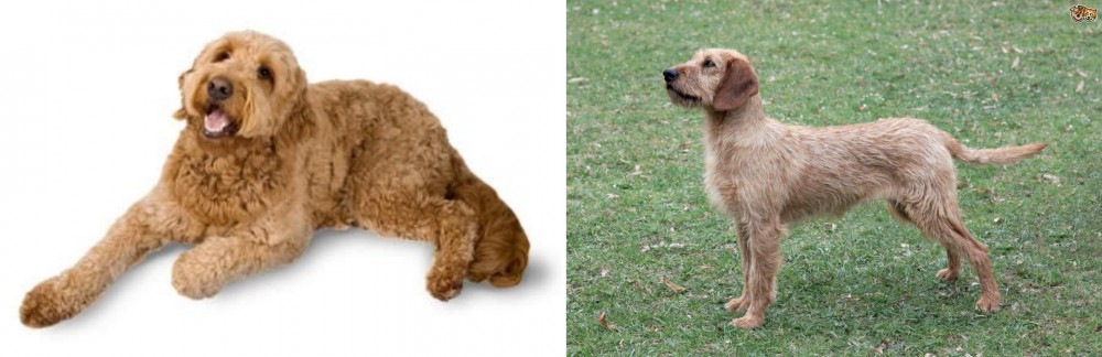 Styrian Coarse Haired Hound vs Golden Doodle - Breed Comparison