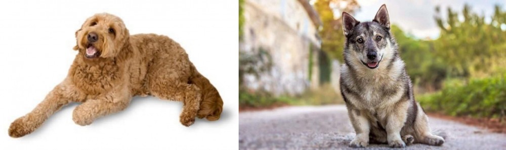Swedish Vallhund vs Golden Doodle - Breed Comparison