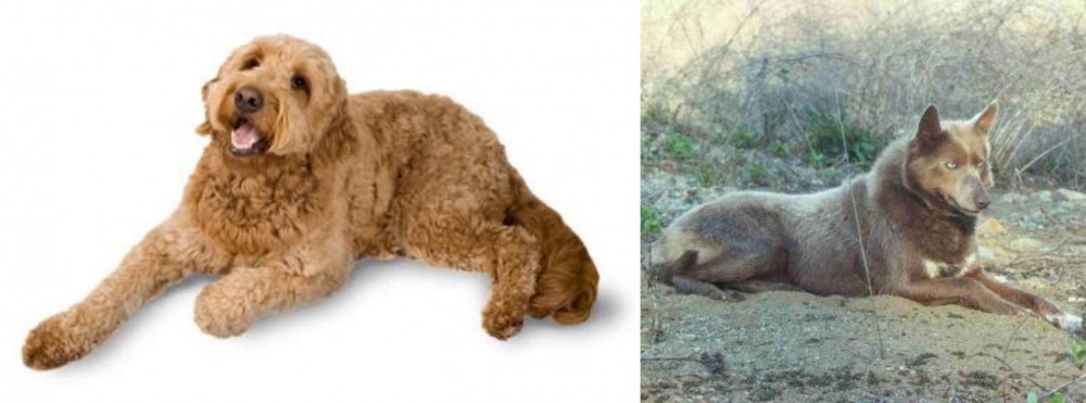Tahltan Bear Dog vs Golden Doodle - Breed Comparison