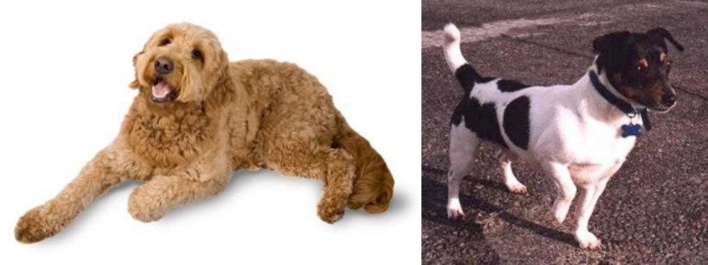 Teddy Roosevelt Terrier vs Golden Doodle - Breed Comparison
