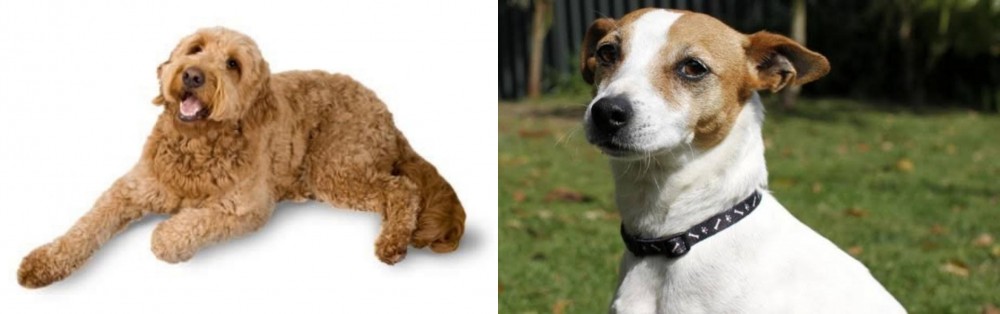 Tenterfield Terrier vs Golden Doodle - Breed Comparison