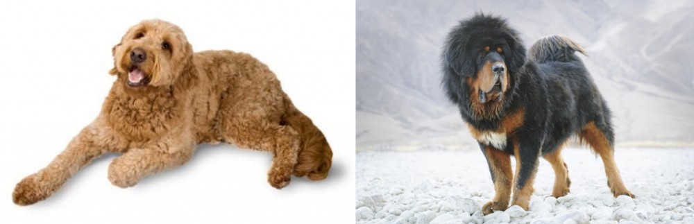 Tibetan Mastiff vs Golden Doodle - Breed Comparison