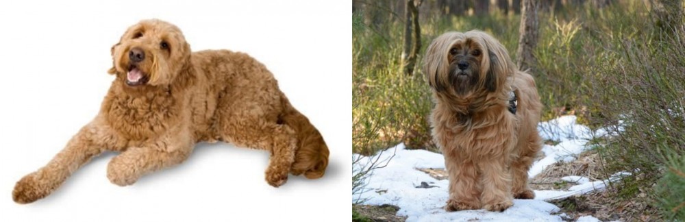 Tibetan Terrier vs Golden Doodle - Breed Comparison