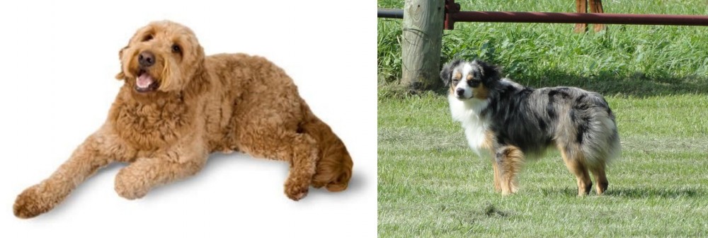 Toy Australian Shepherd vs Golden Doodle - Breed Comparison