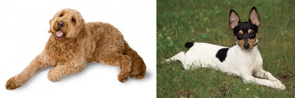 Toy Fox Terrier vs Golden Doodle - Breed Comparison