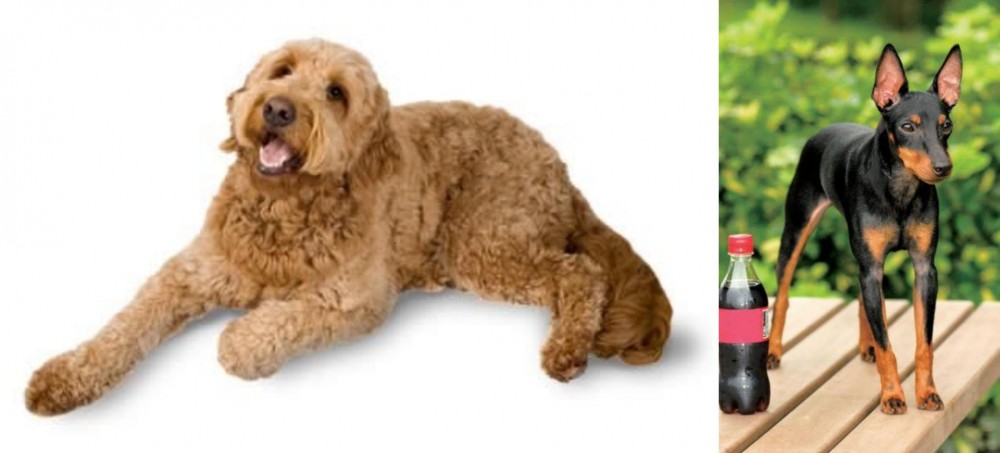 Toy Manchester Terrier vs Golden Doodle - Breed Comparison