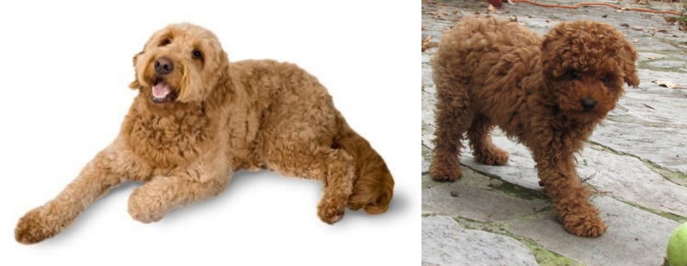 Toy Poodle vs Golden Doodle - Breed Comparison