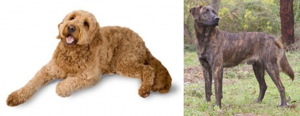 Treeing Tennessee Brindle vs Golden Doodle - Breed Comparison