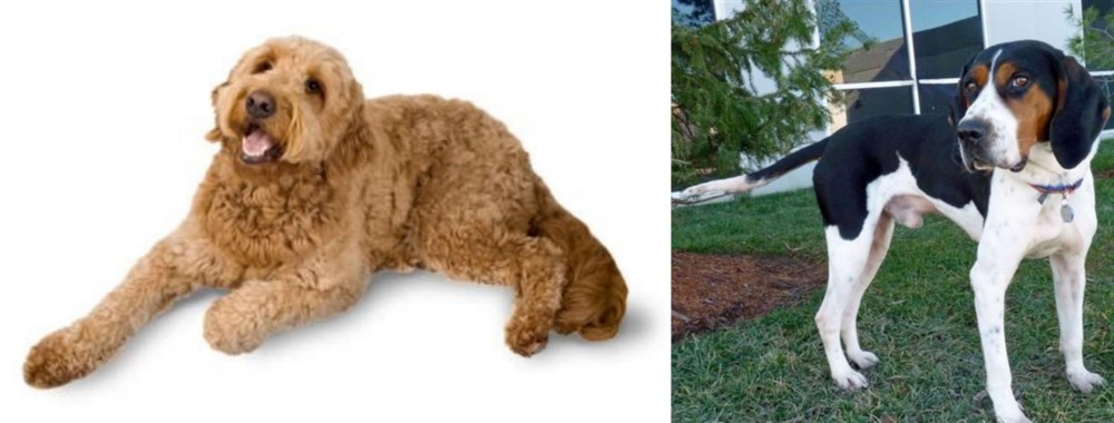 Treeing Walker Coonhound vs Golden Doodle - Breed Comparison
