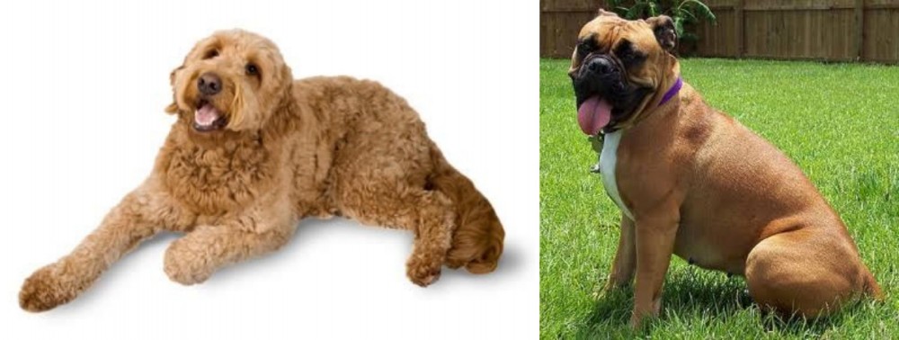 Valley Bulldog vs Golden Doodle - Breed Comparison