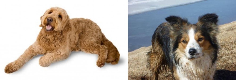 Welsh Sheepdog vs Golden Doodle - Breed Comparison